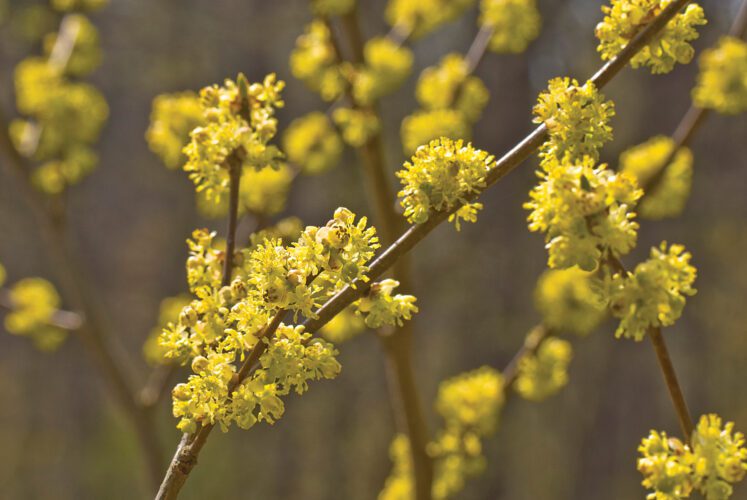 Growing the Spicebush Plant